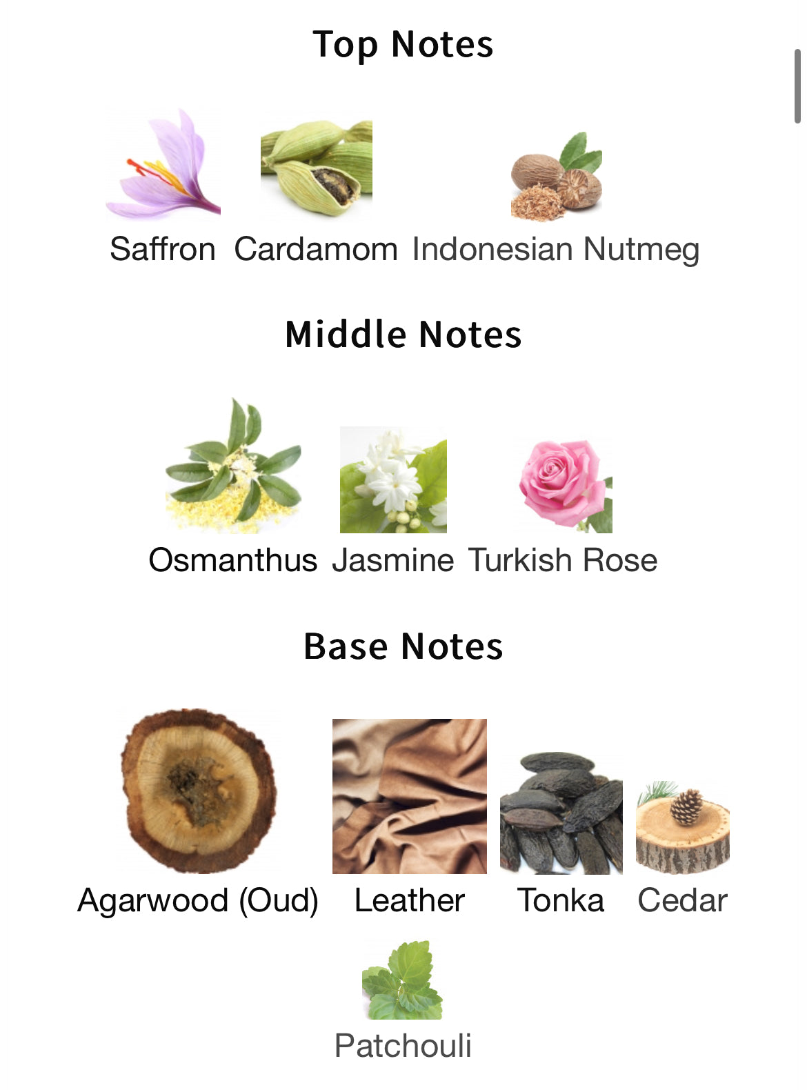 Maison Crivelli Oud Stallion Extrait