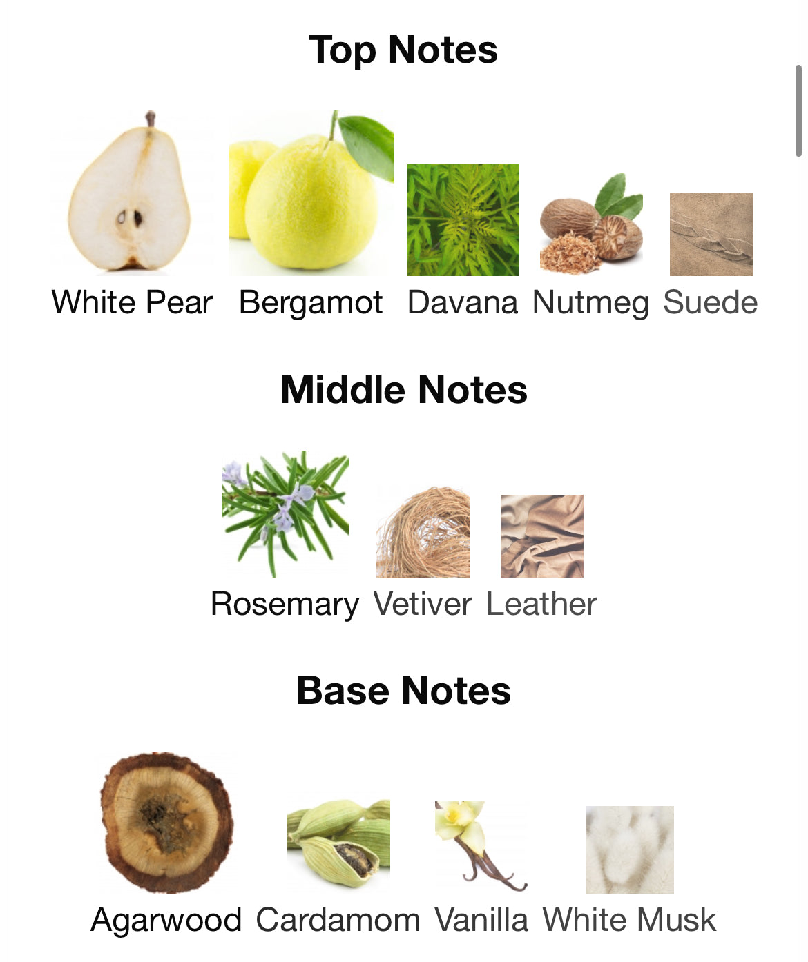 Pana Dora Orchestra EDP 100ml